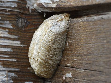 nid de mante religieuse|La Mante religieuse, le Nid, de Jean